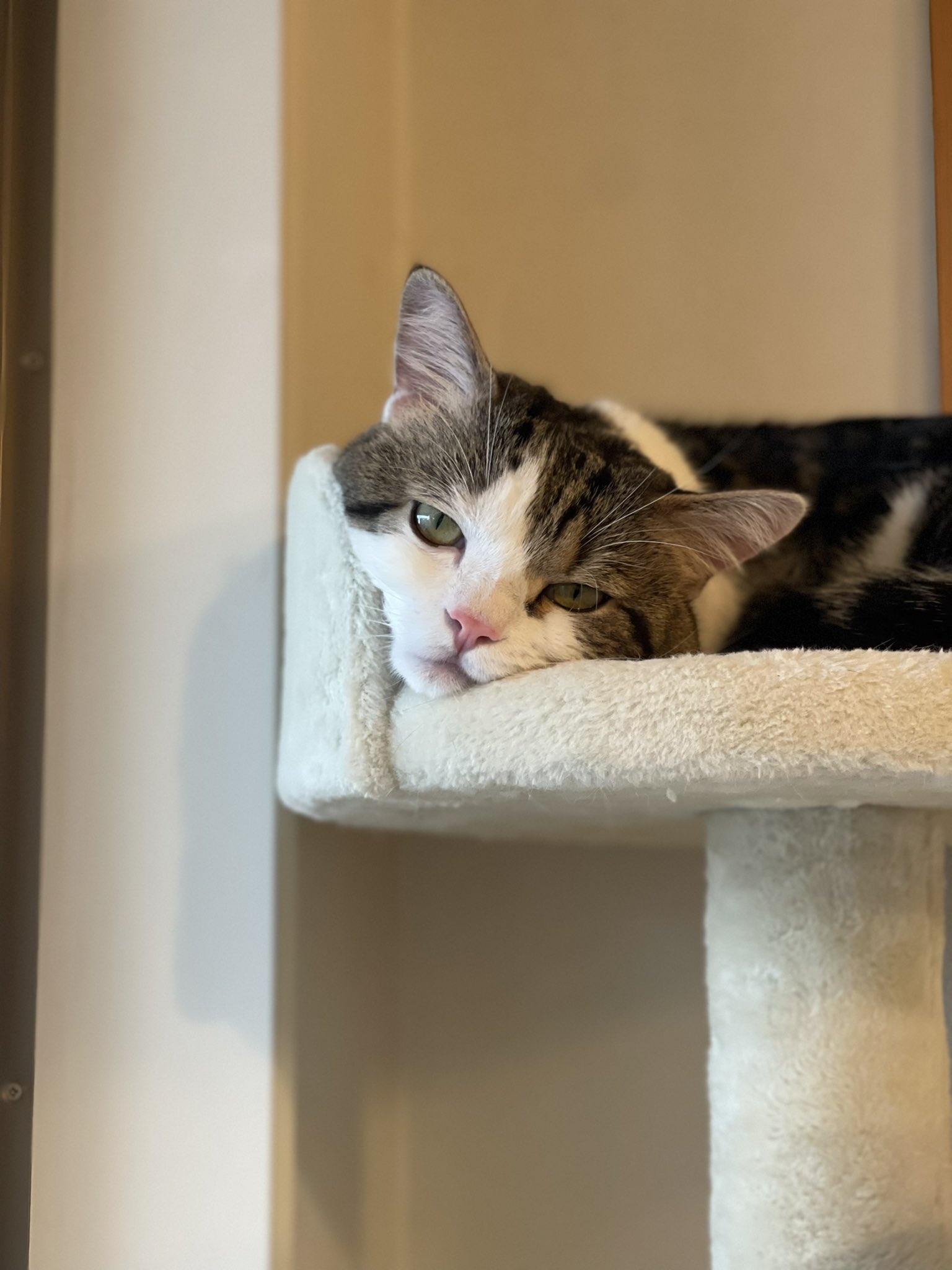 ライちゃん日記 Raichanniki Twitter