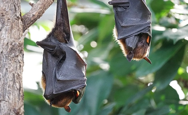 ndtv's tweet photo. "NeoCov": Chinese Scientists Warn Of New Kind Of Coronavirus From Bats https://t.co/l6VZ5aZq3c https://t.co/SUeU0lsJ9q