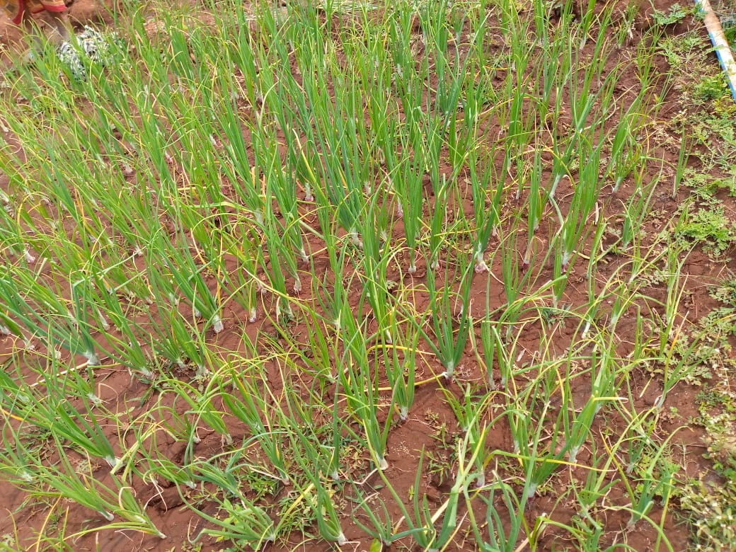 OlmShakti's tweet photo. Onion and vegetable cultivation at Nuaguda gp of chitrakonda block.
#Odisha_Livelihoods_Mission #livelihoods #missionshaktishgs #livelihoodsmatter #OLM #farmersofodisha #SHGs #womenempowerment2022
@DAY_NRLM @mission_shakti @OLM_Antyoday @dm_malkangiri @OlmShakti https://t.co/W6ea06miHX