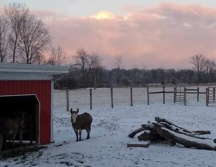mrdonkerdonk's tweet photo. Keep you Ass warm. 🥶🐴 #fridaymorning #TGIF #ohiofarm #donkey #FridayFeeling #WinterWoes https://t.co/Uame3BocBb
