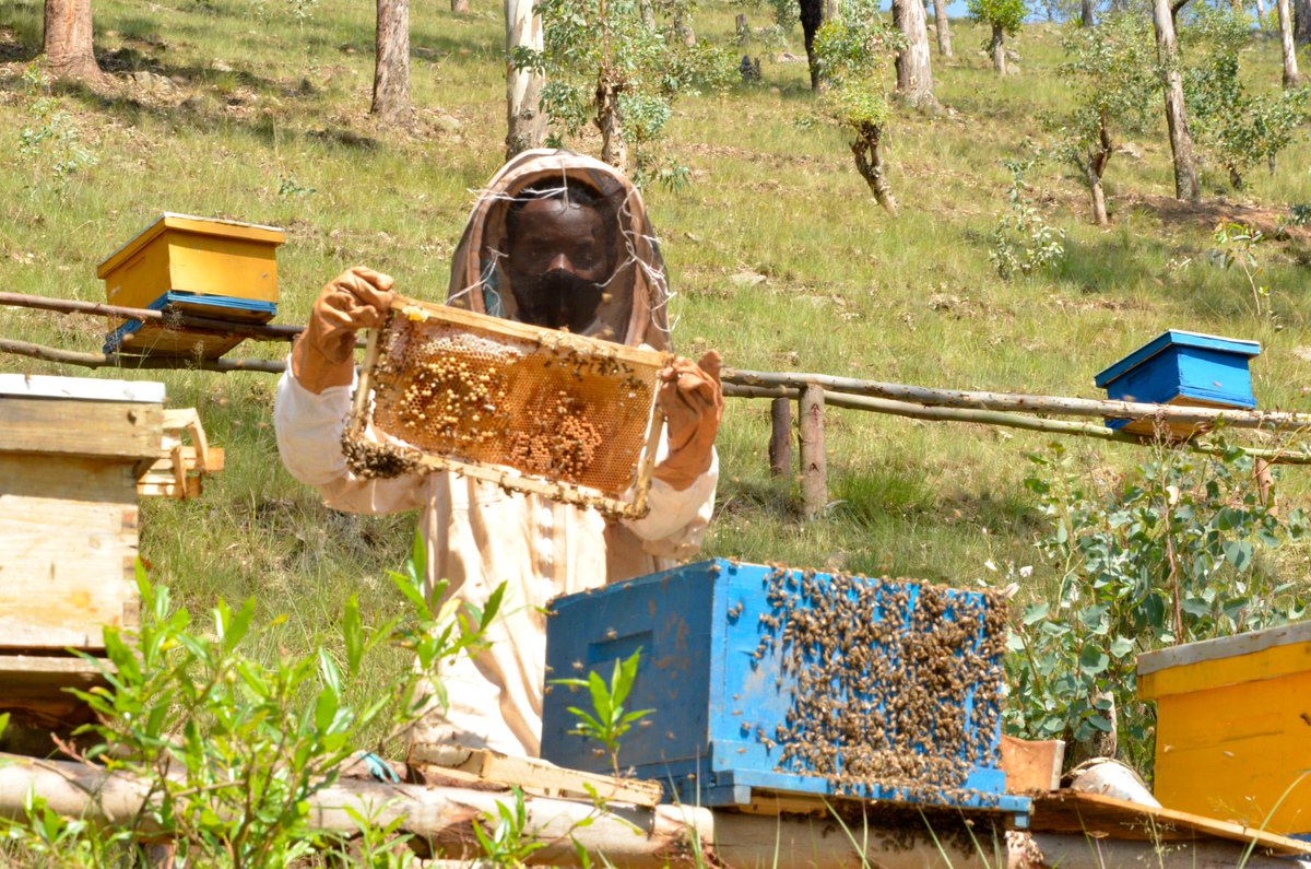 EcoAgriMedia's tweet photo. Beekeeping could be an important agribusiness option to the landless and small-holder farmers in order to sustain their livelihood. 
Beekeeping being a profitable business earning a good income makes more people engage for their sustainable livelihoods.
#beekeeping https://t.co/steMVKWZHD