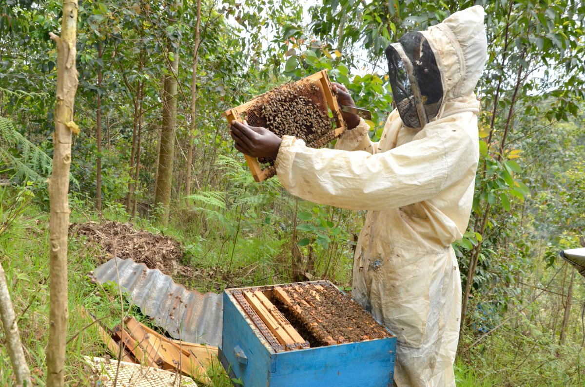 EcoAgriMedia's tweet photo. Beekeeping could be an important agribusiness option to the landless and small-holder farmers in order to sustain their livelihood. 
Beekeeping being a profitable business earning a good income makes more people engage for their sustainable livelihoods.
#beekeeping https://t.co/steMVKWZHD