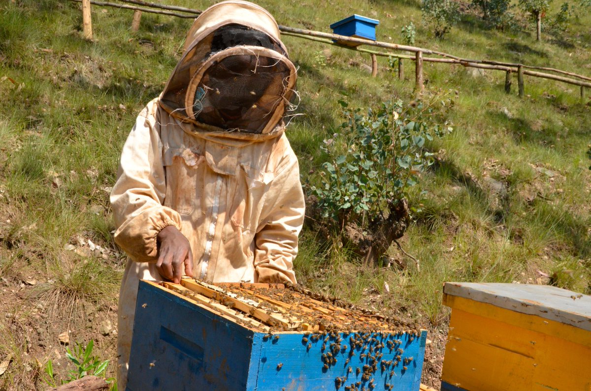EcoAgriMedia's tweet photo. Beekeeping could be an important agribusiness option to the landless and small-holder farmers in order to sustain their livelihood. 
Beekeeping being a profitable business earning a good income makes more people engage for their sustainable livelihoods.
#beekeeping https://t.co/steMVKWZHD