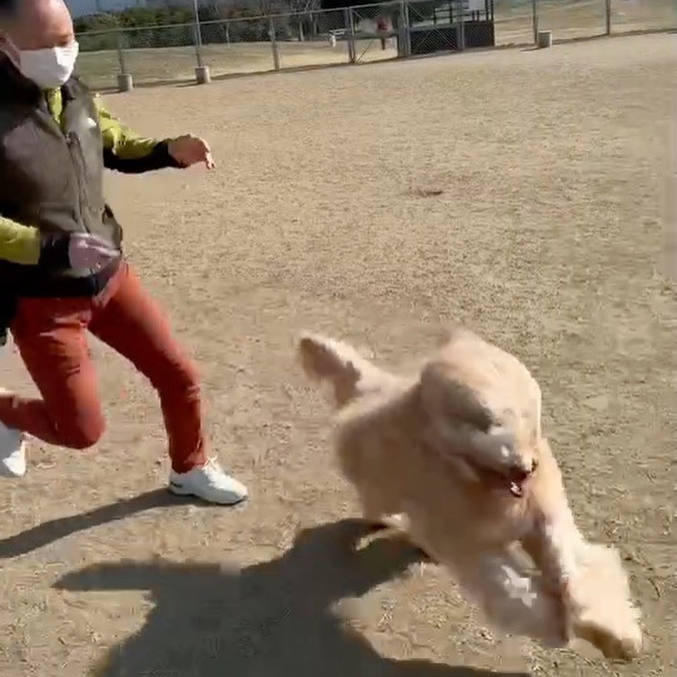 ドッグランで走り廻りました！
なかなか良いトレーニングです