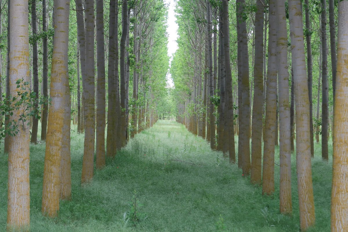 woodforfuture's tweet image. @woodforfuture es un proyecto de @LIFEprogramme de Mitigación del #CambioClimatico desarrollado por @etsie_ugr, #PEMADE @CampusTerraUSC, @Selvicultores, @dipgra y @3edata que promueve la recuperación de las alamedas de Granada, mediante el desarrollo de bioproductos estructurales
