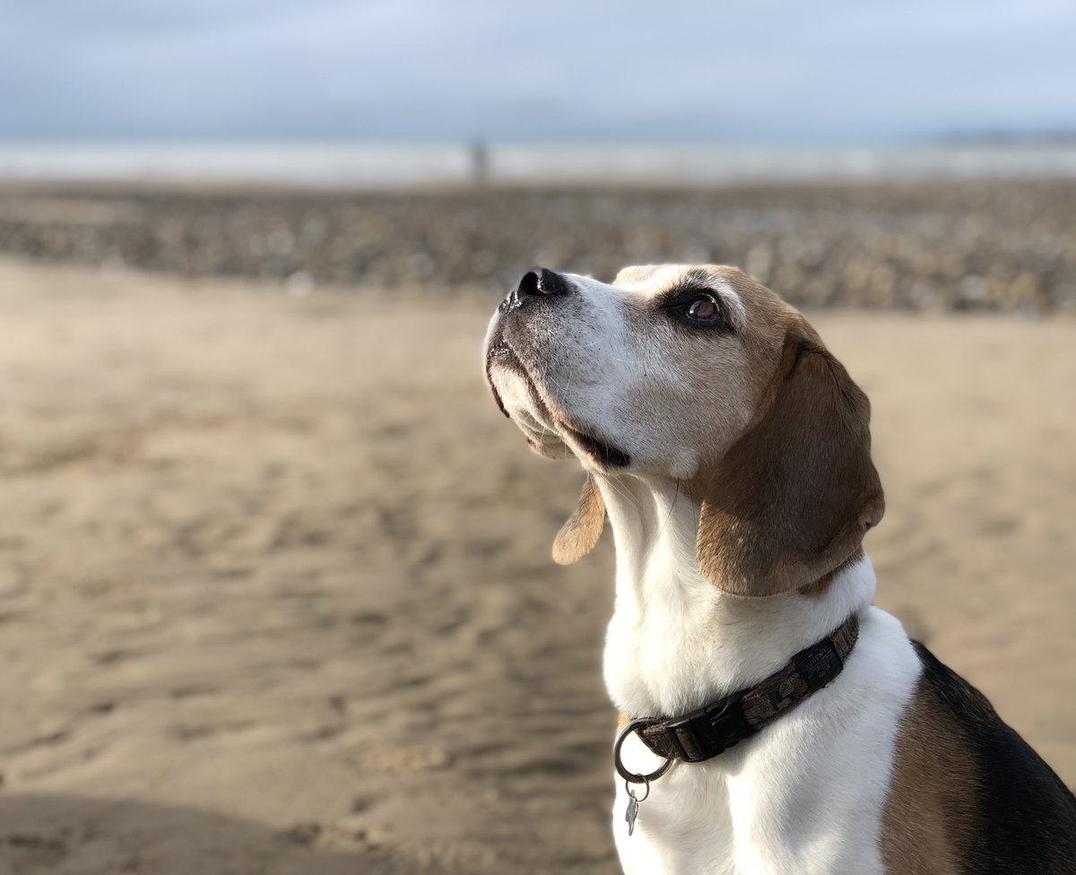 Morning #earlybiz I’m handbuilding a piece this week in memory of my Beagle Loki, it will be smoke fired using local plants and have his paw print. #beagle #ceramics #pottery #gifts