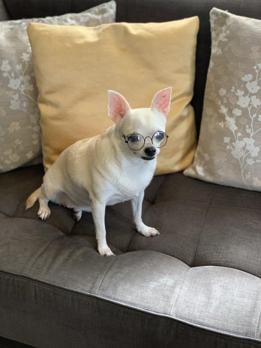 andytectable's tweet image. Sachi 🐶❤️