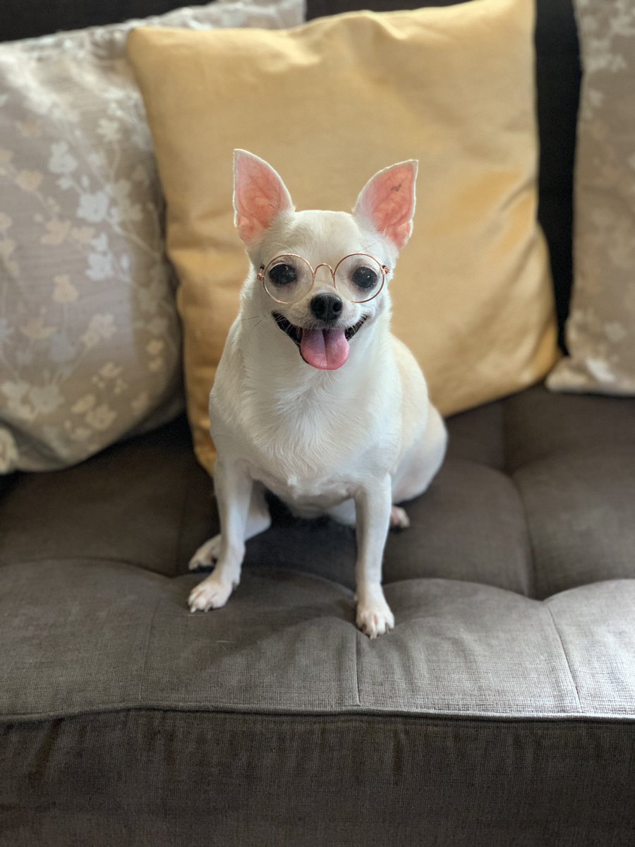 andytectable's tweet image. Sachi 🐶❤️