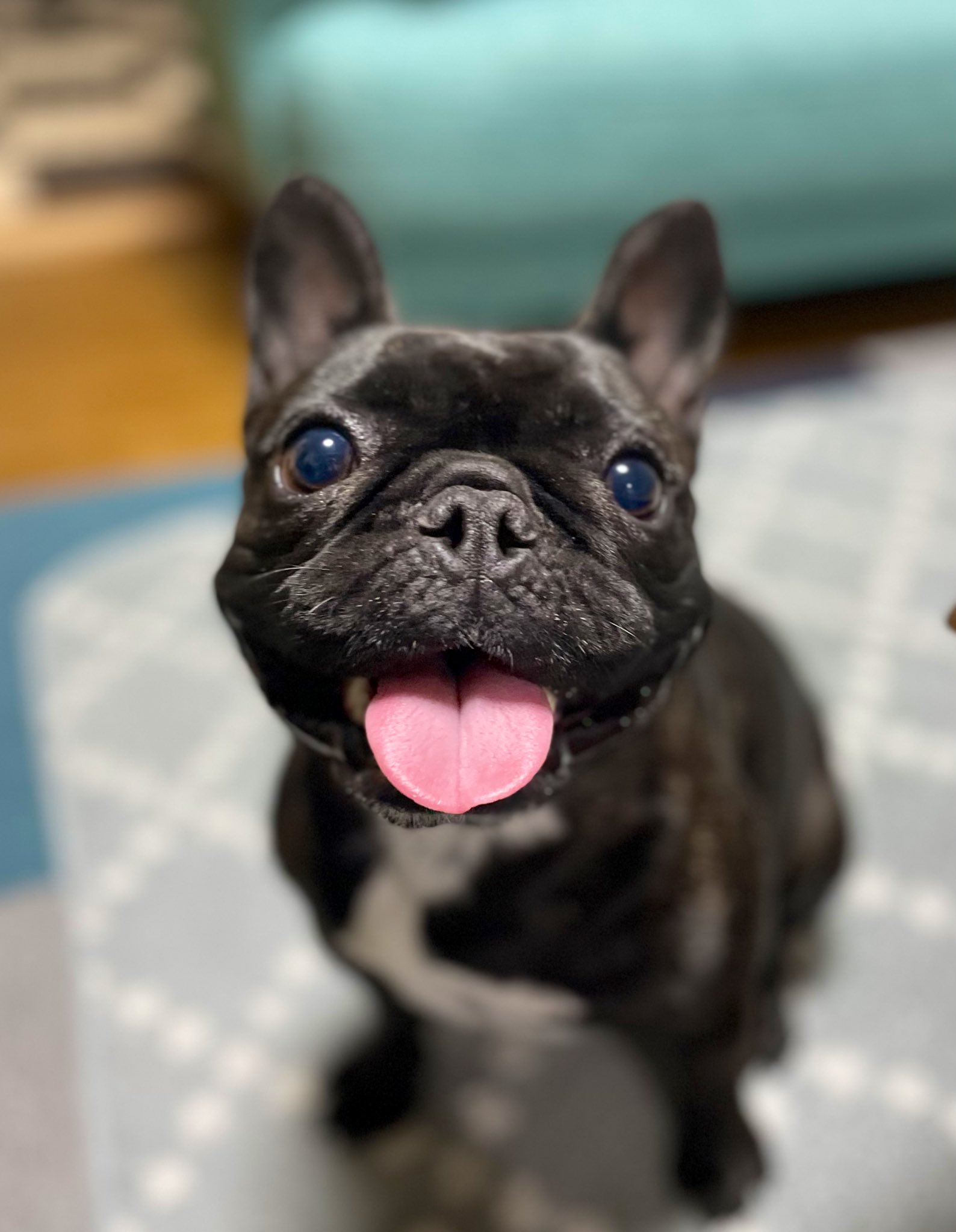 フレブルの福 楽 フレブル フレンチブルドッグ ビッグスマイル いい笑顔だね こんなお顔を見たら ずっと一緒に遊んでしまいます きゅん T Co Z8ihttckkf Twitter