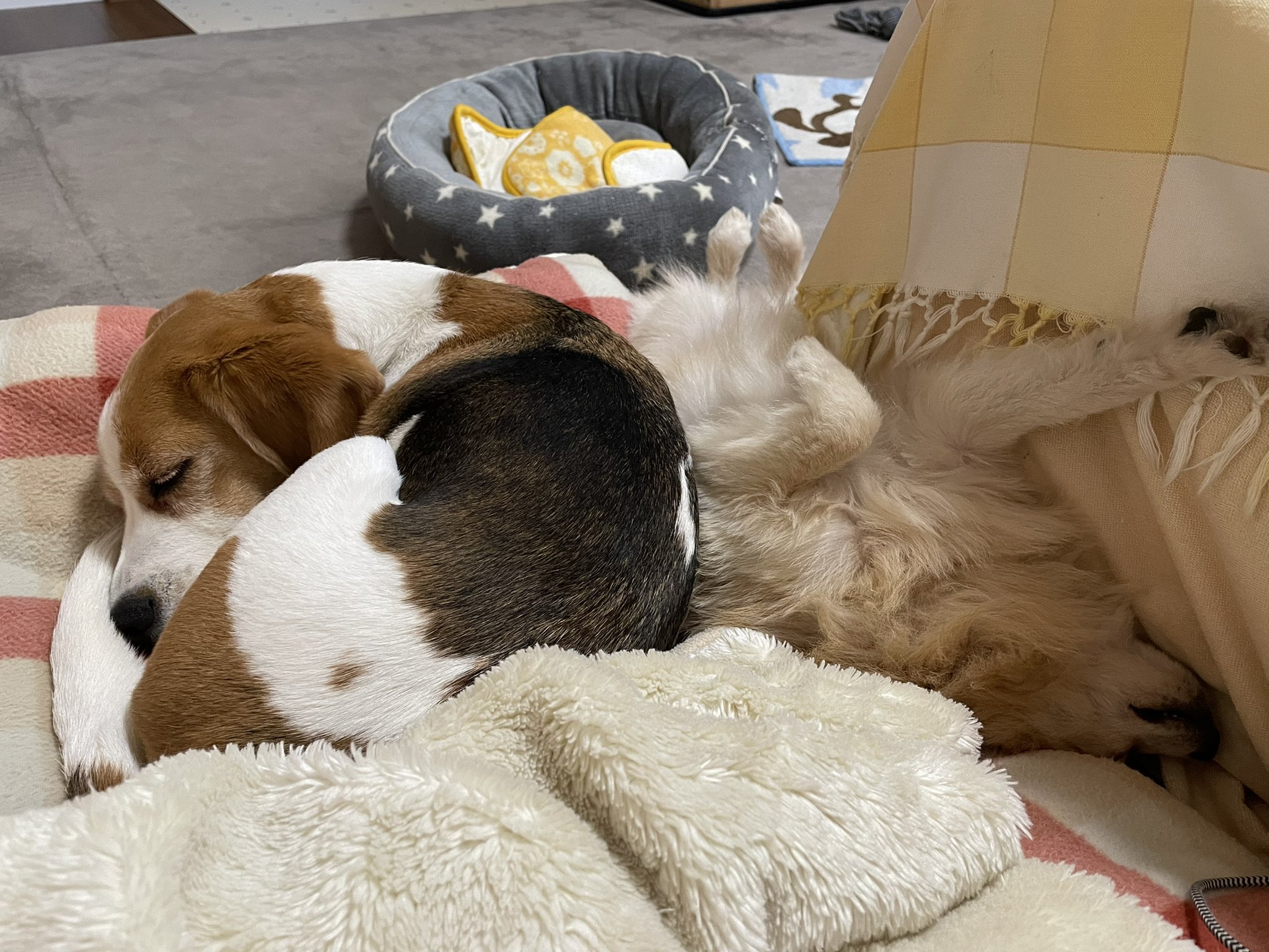 もふまみれ Beagleneko Twitter