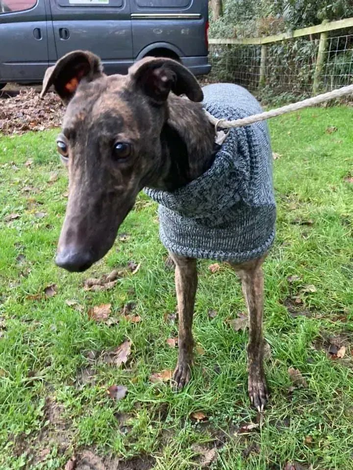 NWDogRescue tweet picture