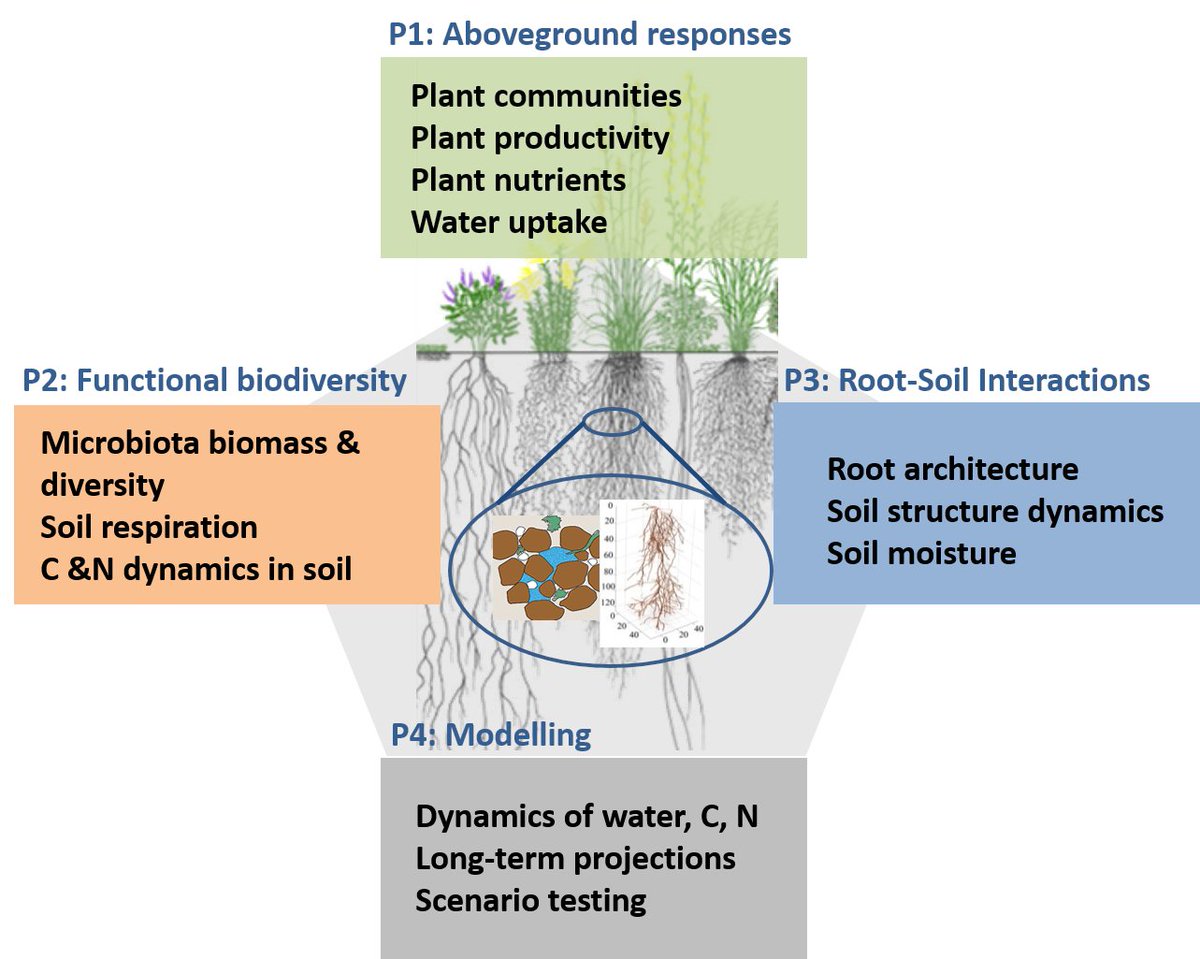 fietasotero's tweet photo. Interested in global change impacts on microbiota-plant-soil interactions? We have 4 open PhD pos. in our research consortium GLIMPSE: https://t.co/hOXagL2IrC Experiments &amp; Modelling, great supervisors, exciting collaborations @UFZ_GCEF @UFZ_de @idiv @BonaRes4u @Martin_Schadler https://t.co/hd48533dls