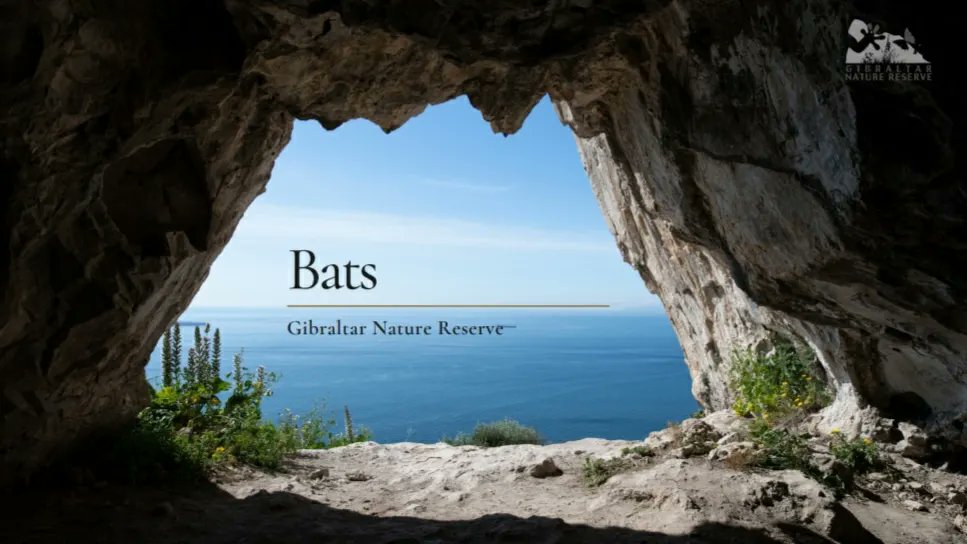 Gib Nature Reserve tweet media
