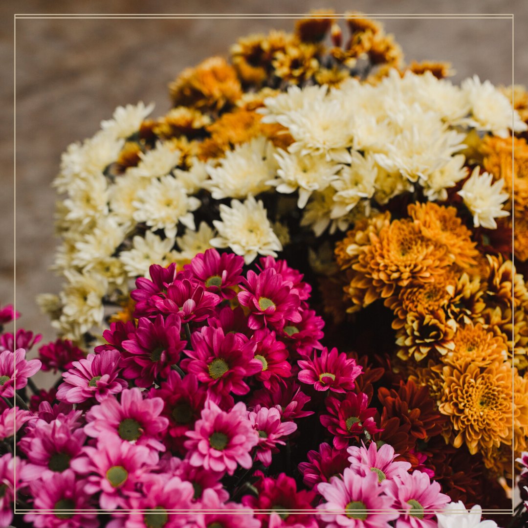 Here is your friendly reminder to get floral for the weekend 🌸 #FlowerFriday #chrysanthemums #naturally #weekendfeels #greenhouse #grownunderglass 🐝 #beefriendly #noharmfulchemicals