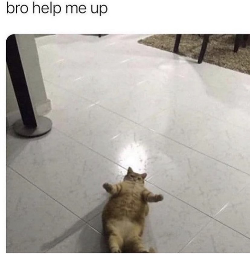DrPasu_'s tweet photo. I’m really looking forward to stream again. Exams start 7th and go until 15th, probably gonna work on some stuff and then announce when I’ll go live. In the meantime, enjoy this cat meme I found in my gallery :) cya https://t.co/p17CWMQSps