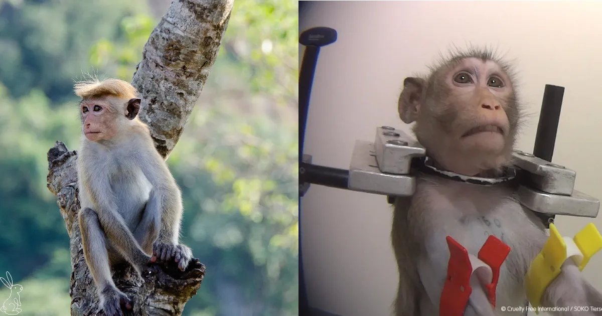 Monkeys are sensitive, intelligent beings, but in labs across the EU they are treated as disposable lab equipment.

We must transition away from all procedures using animals, towards #NonAnimalScience.

EU citizens: Sign today to help #EndAnimalTesting 👉 eci.ec.europa.eu/019/public/
