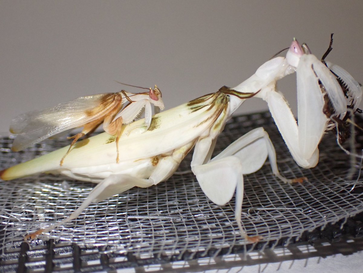 ハナカマキリのオスは交尾後も長いことメスから離れたがらないところが