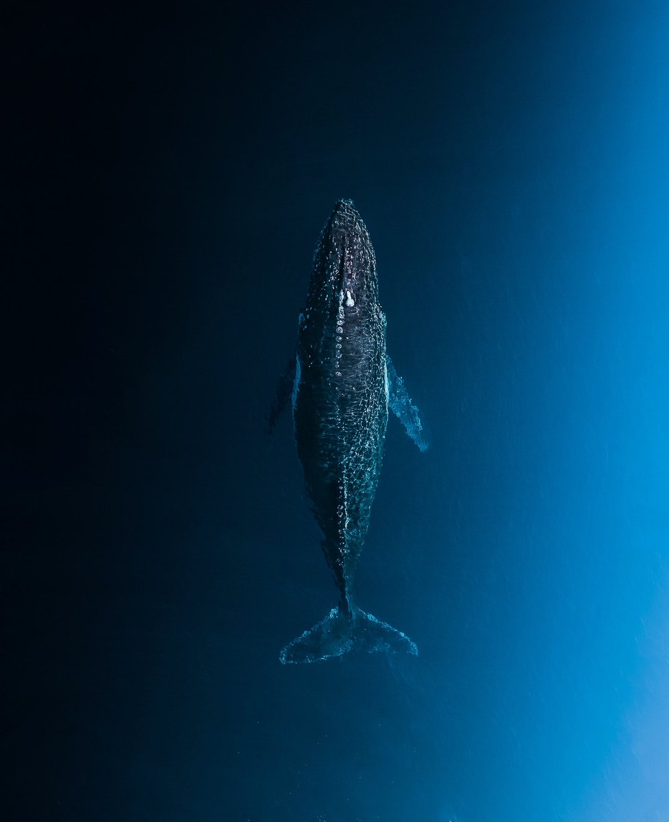 Timmboslice.eth 🇦🇺🌊💎 tweet media