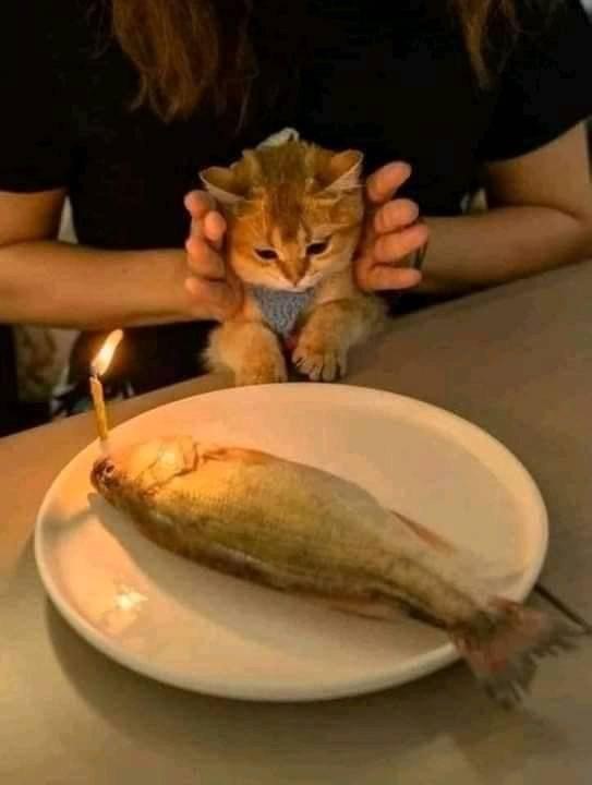 BARFmenu's tweet image. Vrijdag visdag #BARFmenu? 🐟🎣🍽

Surprise!! 🎁

webshop.barfmenu.nl/barfmenu-vis-k…