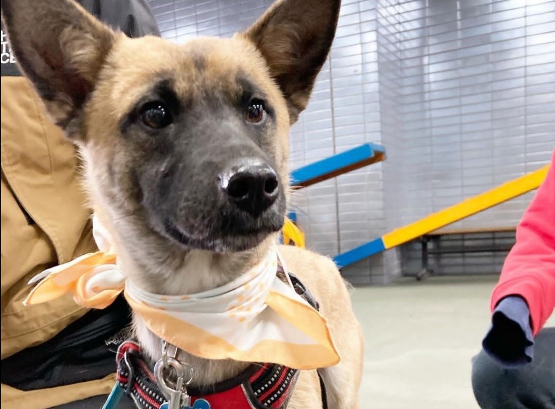 マカロニと預かり犬たち Macaroni Fuwa Twitter