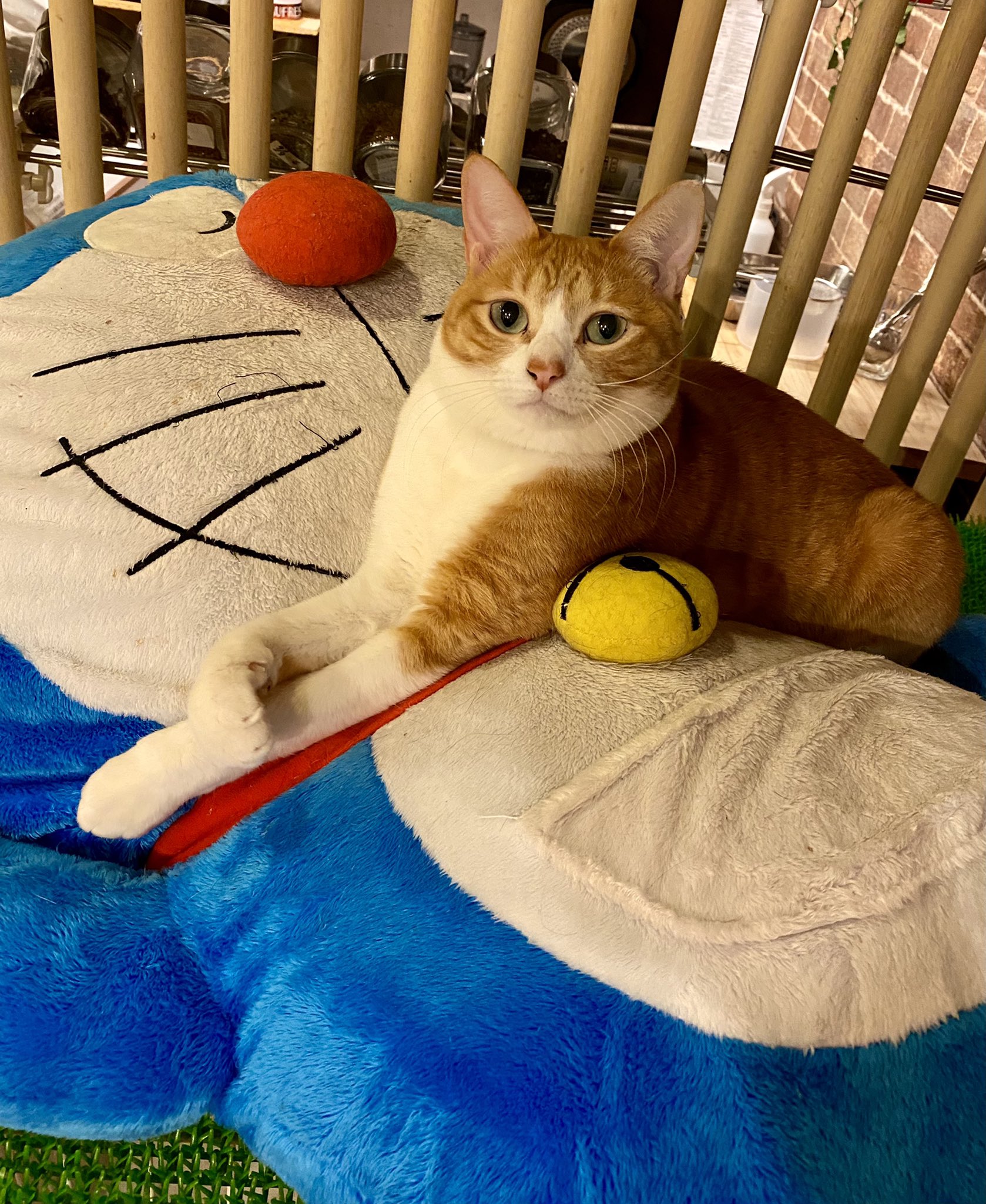 Save Cat Cafe 里親募集中 Ar Twitter ドラえもんとドラミちゃん 里親募集 里親募集猫 保護猫 猫と暮らす ドラえもん ドラミちゃん 小夏 T Co Doyuqxnnnz Twitter