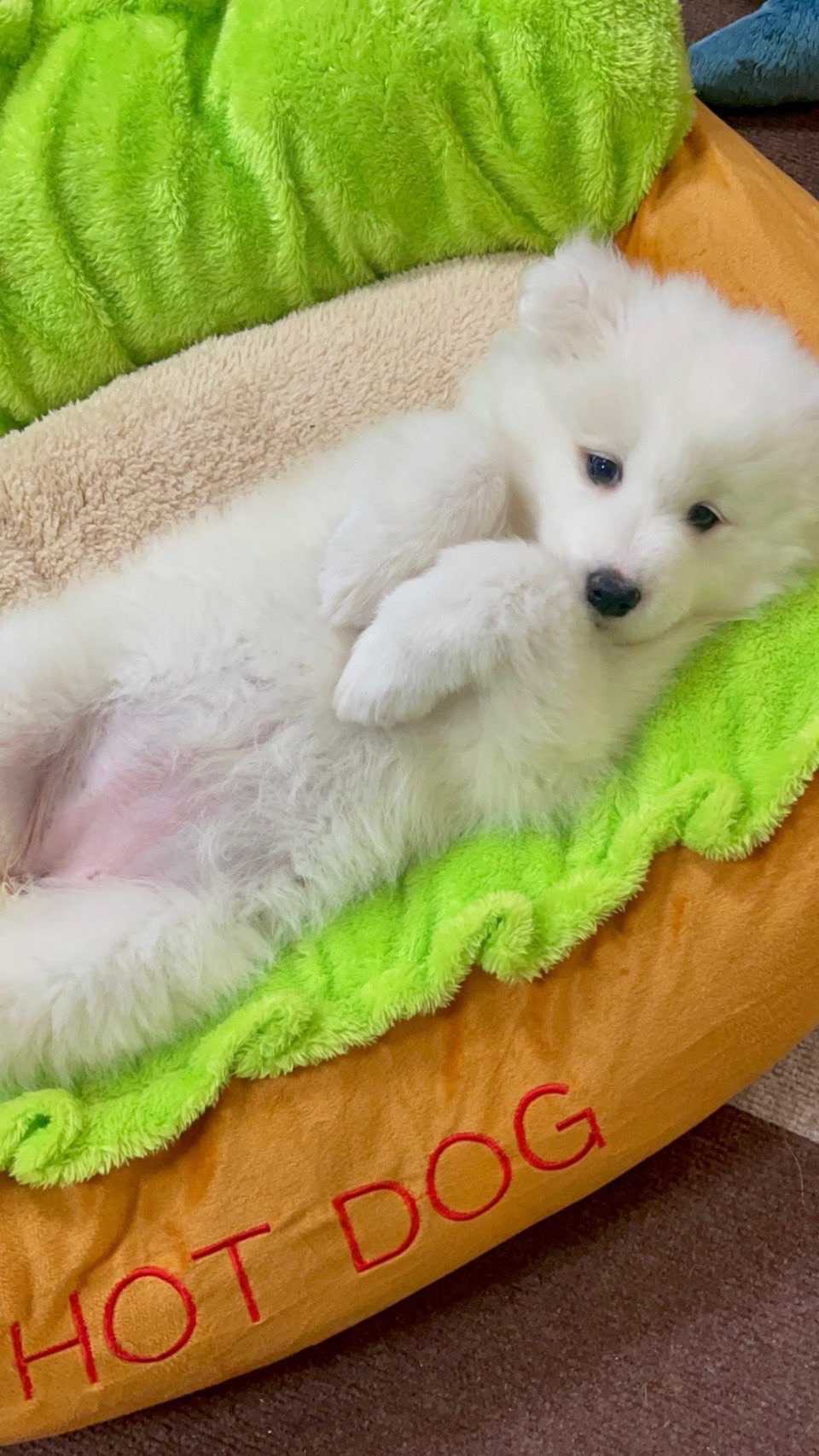 けいこりん こんな 可愛い ホットドッグある サモエド Samoed 子犬 大型犬 もふもふ 犬のいる幸せ T Co Vhv2yxjaik Twitter