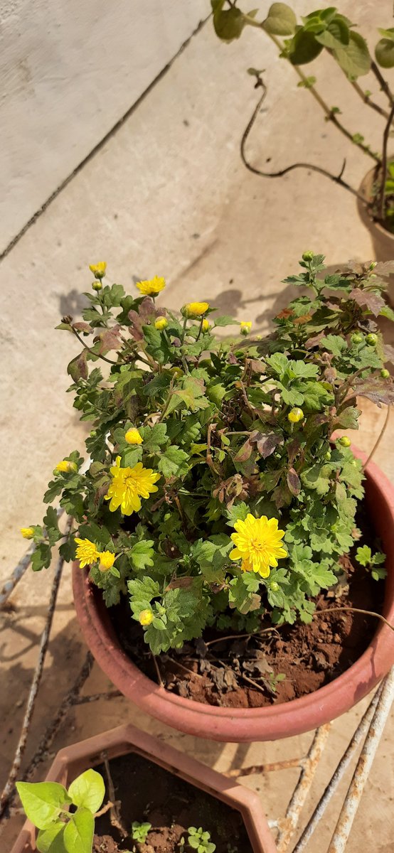 teatattler's tweet photo. And the buds have bloomed! 😊💛
#Chrysanthemum #Shevanti #GardenStories #UrbanLiving https://t.co/JmG3GXm6tW