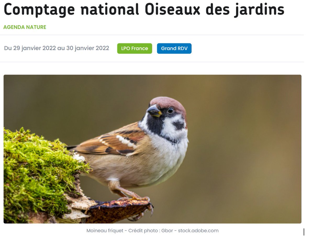 Storengy's tweet photo. Biodiversité | Ce week-end, notre partenaire @LPOFrance organise le grand comptage annuel des oiseaux des jardins, rdv sur votre balcon ou dans votre jardin pour participer !
#vendredibiodiv 
https://t.co/wnrpt6BSqO https://t.co/YpHBPK0sLY