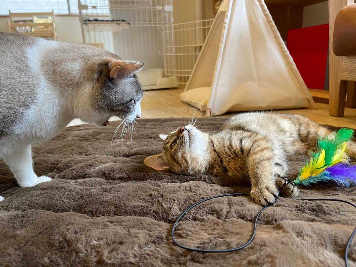 猫さん部屋🐾
#ふくちゃん
#みるちゃん
#保護猫