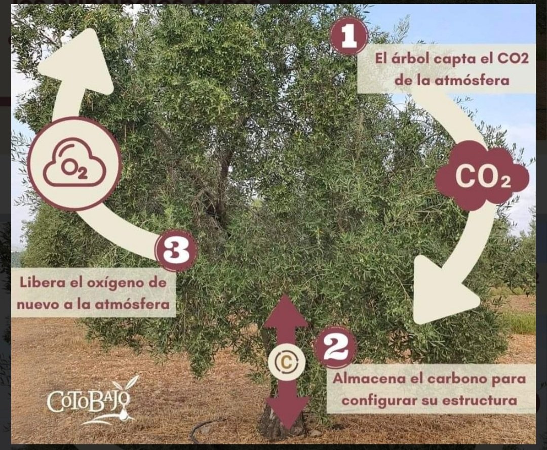 🔝 El olivo🫒capta de la atmósfera uno de los gases causantes del cambio climático, el #CO2 y lo transforma en carbono orgánico al integrarlo en su estructura♻️
🥰Si es que el "oro líquido” es ¡vida pura!💚
#DiaMundialdelasEmisionesdeCO2 #CambioClimatico #medioambiente #FelizDia