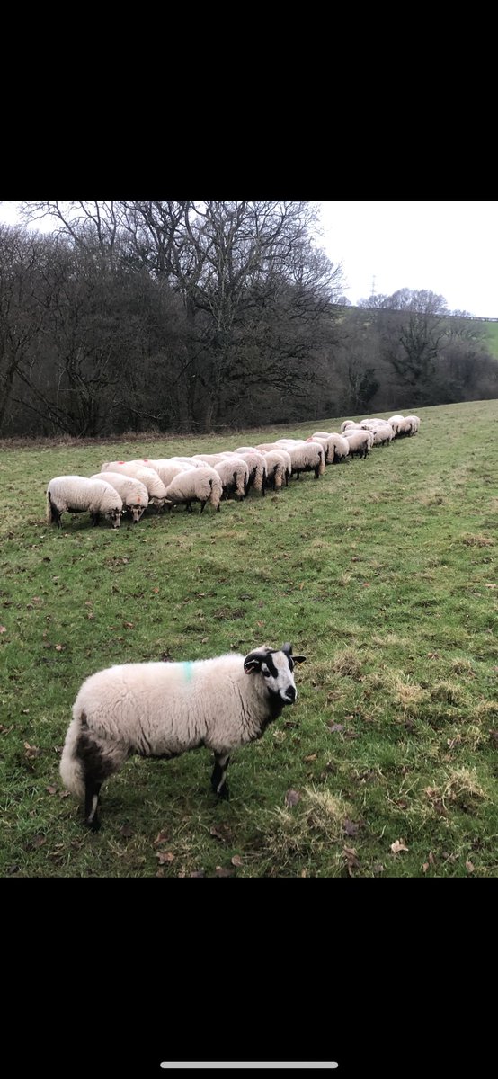 jj456chapel's tweet photo. Pleased with scanning percentage this year and 0 empty. (excuse Tom the kids pet lamb he thinks he’s a dog) #nativebreeds #badgerfaced https://t.co/ks3Lmy8elN