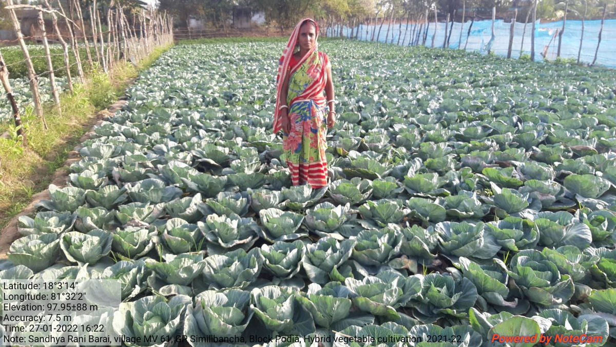 OlmShakti's tweet photo. Hybrid vegetable cultivation by WSHG in convergence with the  Directorate of Horticulture under MIDH at Simlibancha GP,  Podia Block.
#Odisha_Livelihoods_Mission #livelihoods #missionshaktishgs #livelihoodsmatter 
@DAY_NRLM @mission_shakti @dm_malkangiri @OLM_Antyoday https://t.co/D9pmEHWz1p