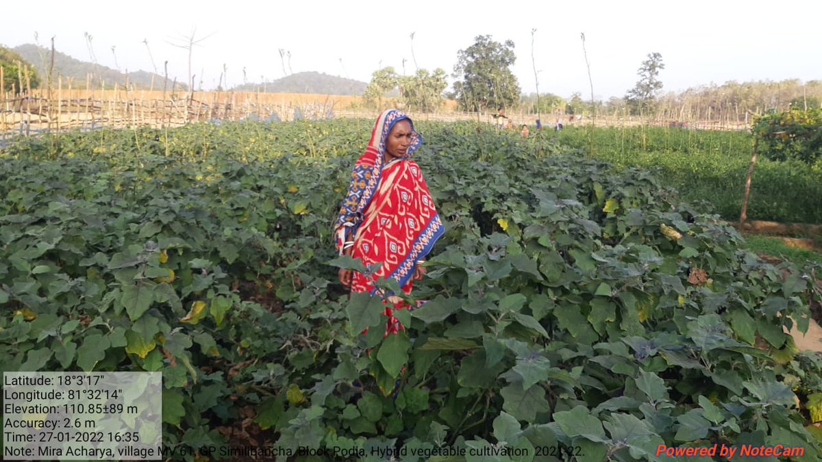 OlmShakti's tweet photo. Hybrid vegetable cultivation by WSHG in convergence with the  Directorate of Horticulture under MIDH at Simlibancha GP,  Podia Block.
#Odisha_Livelihoods_Mission #livelihoods #missionshaktishgs #livelihoodsmatter 
@DAY_NRLM @mission_shakti @dm_malkangiri @OLM_Antyoday https://t.co/D9pmEHWz1p