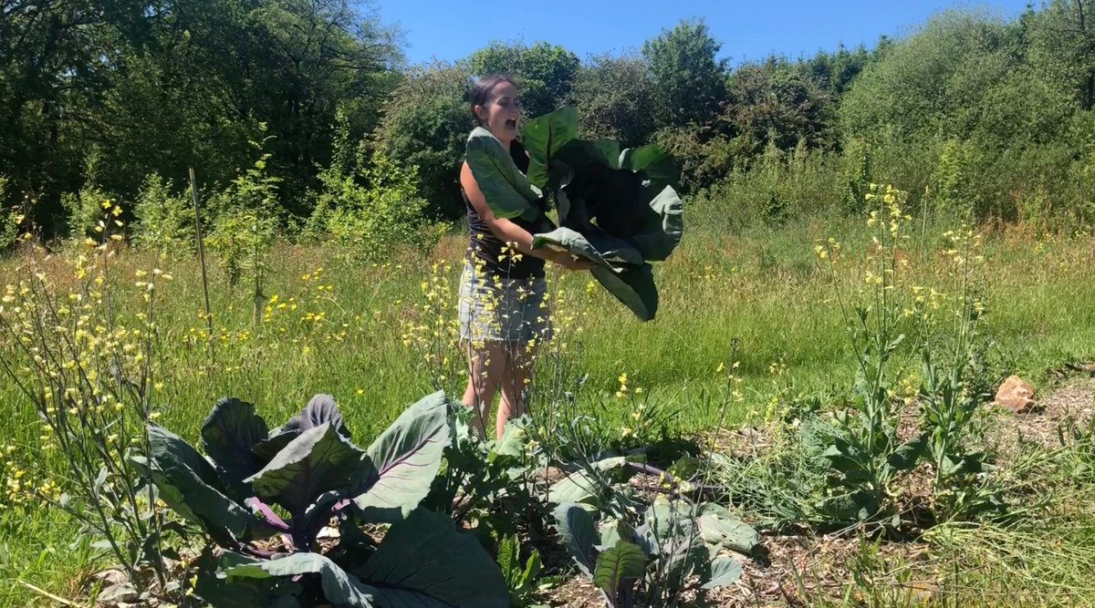 NaturalSalena's tweet photo. Sauerkraut - Everyone has their own way of creating sauerkraut and this is the way I was taught. https://t.co/Kq7EvEJ4f9 #sauerkraut #fermentedfoods #ferment #fermentedcabbage #probiotics #prebiotics #howtomakesauerkraut https://t.co/LcugDPtahJ
