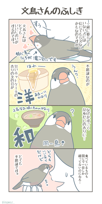 未だ解けない文鳥さんの謎。

#Buncho #javasparrow #文鳥 