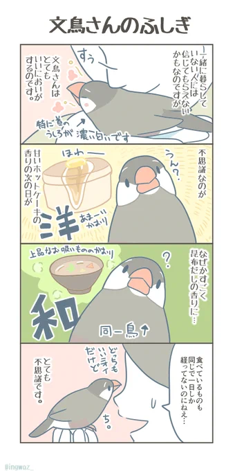 未だ解けない文鳥さんの謎。

#Buncho #javasparrow #文鳥 