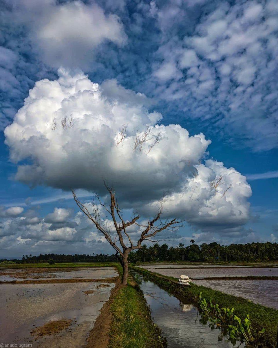 Bulut Ağacı☁️🌳