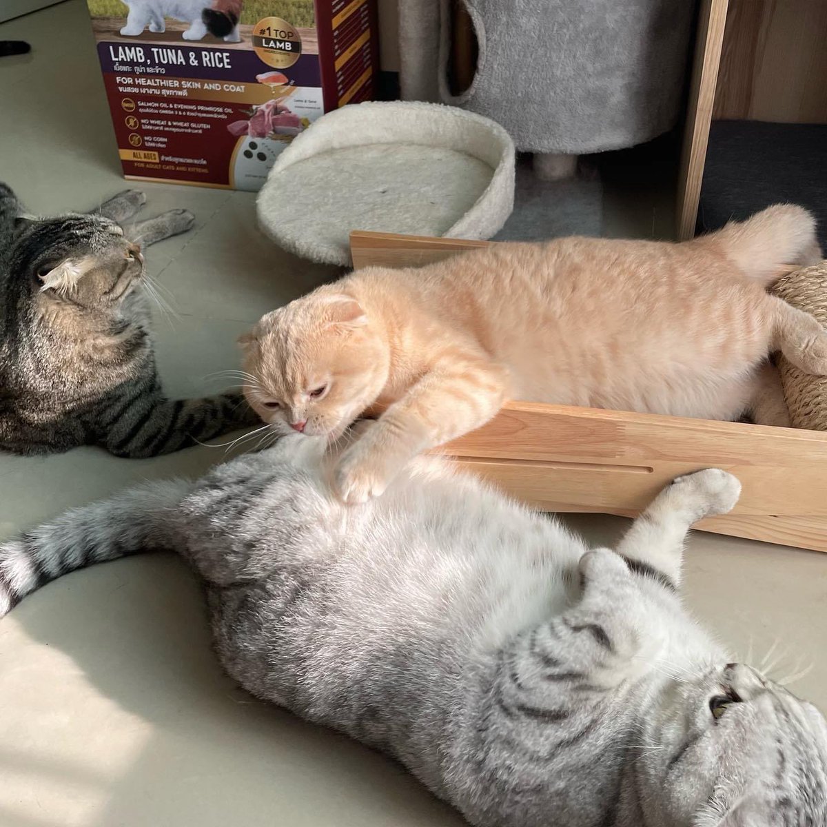 jengtieow's tweet photo. งั่ม https://t.co/MjetKsHmI8