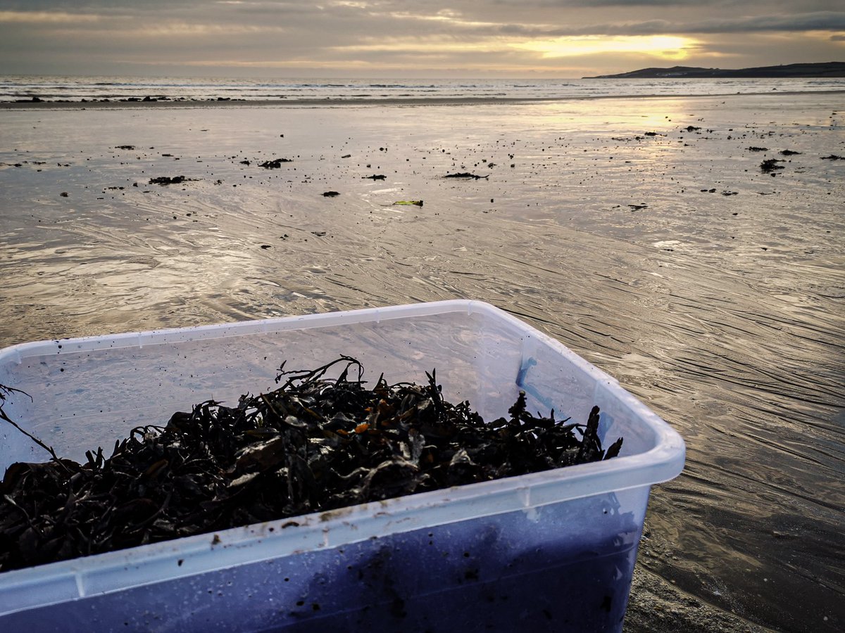 PrecisionNutrit's tweet image. Out and about gathering fresh seaweed for use in our own natural farming brews and we witnessed this stunning sunrise 🌅 

precisionnutrition.ie 

#biologicalfarming #regenerativefarming #regenerativeagriculture