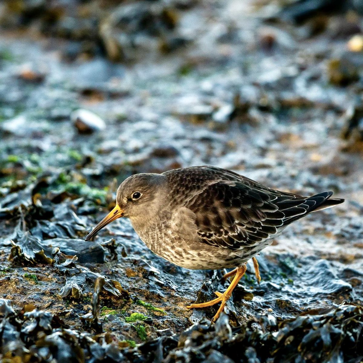 Purple sandpiper #purplesandpiper #sandpiper #BirdsSeenIn2022 #birdwatching #isleofman #SonyAlpha #TwitterNatureCommunity #wildlifephotography