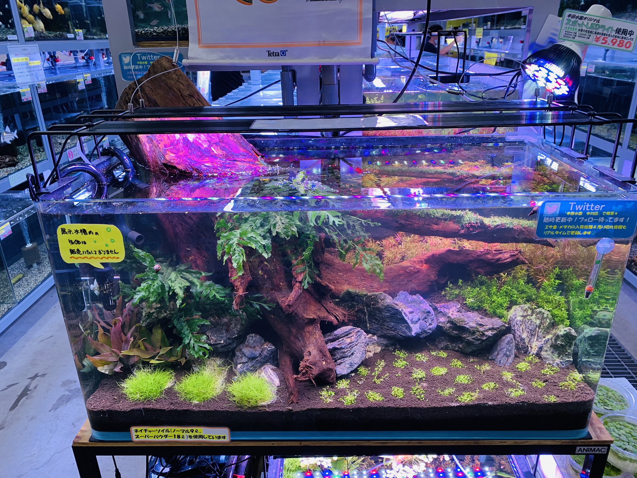 【第四種郵便】専用！活着水草流木　3点 第四種郵便物 DE 南米ウィローモス - さいのじ＠サイドイレブン