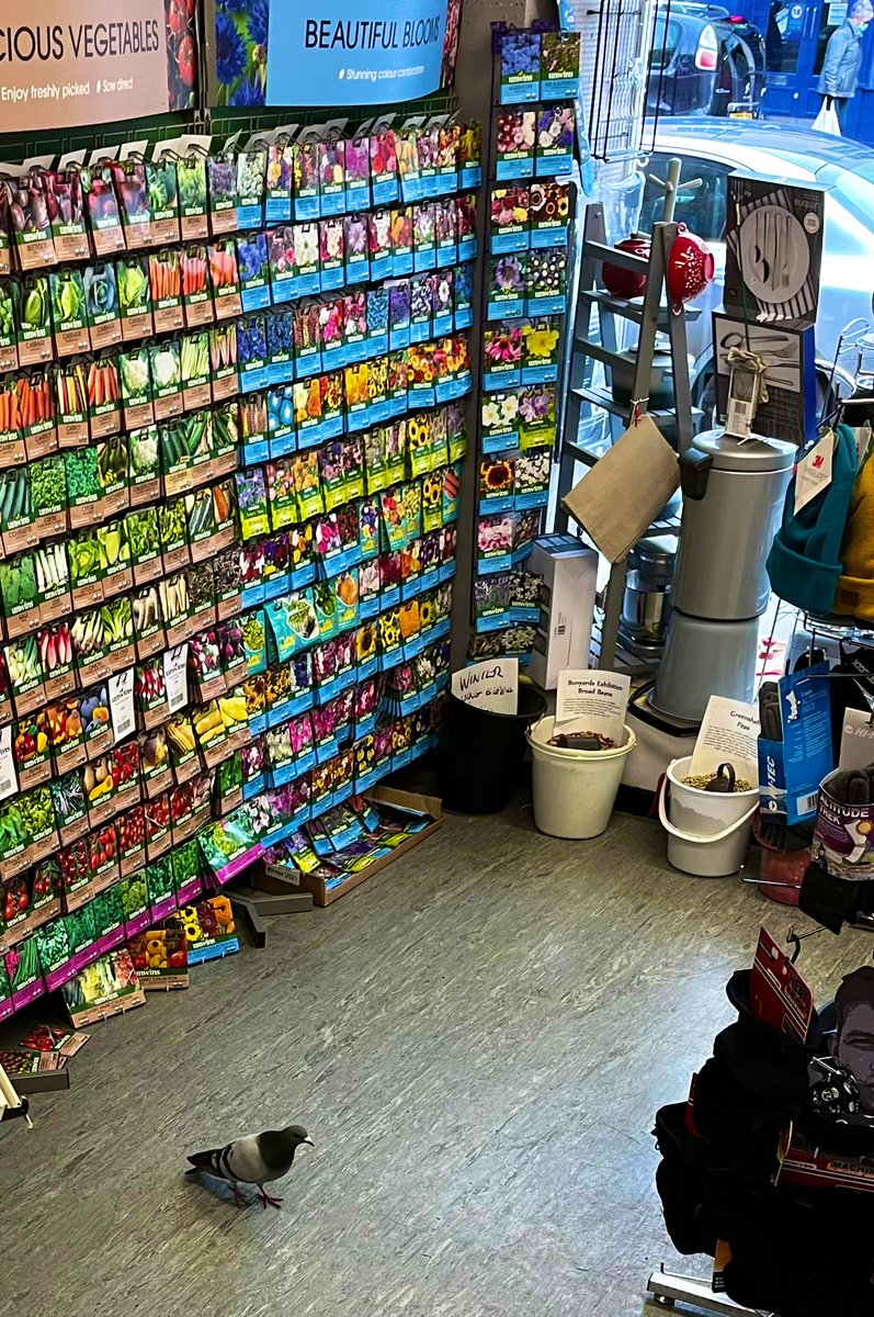 AlexandersWpool's tweet image. Should wear a mask, might have Coo-vid (sorry)