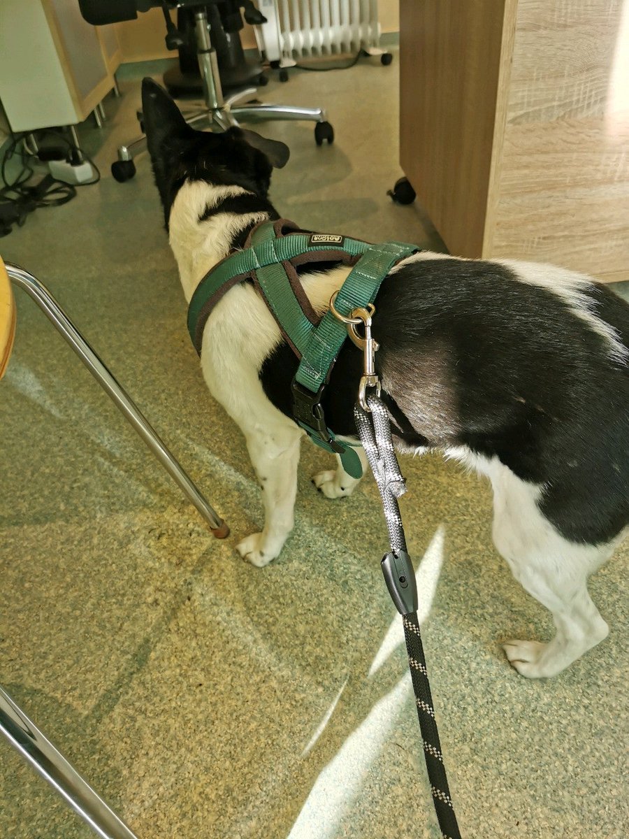 capitalmagic's tweet image. 🍀🍀🍀🍀🍀🍀💯 (@ Tierarztpraxis Dr. med. vet. Sven Albrecht in Berlin, BE) swarmapp.com/c/fnGL6sWEDv9