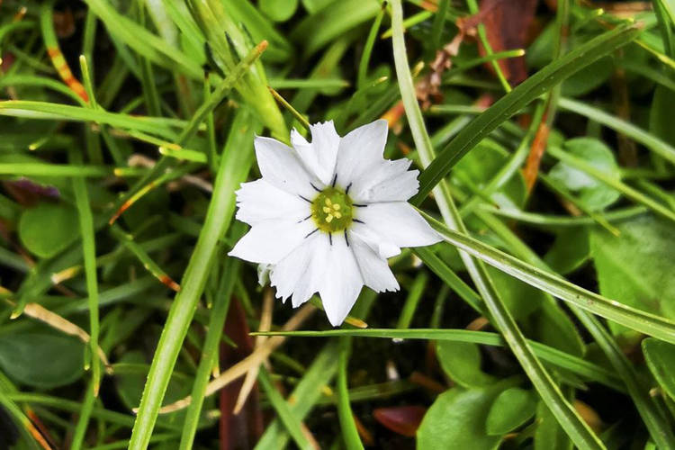 OddityCentral's tweet photo. World’s Shiest Flower Closes Its Petals in Seconds After Being Touched https://t.co/veP1srvNpz #flowers #amazingnature #naturalevolution https://t.co/5io4n5DxHX