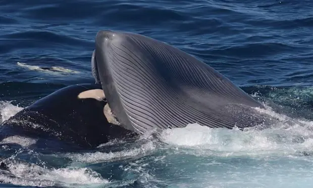 NatureIs_Lit's tweet photo. First recorded case ever a killer whale pod hunting a blue whale calf, this is officially the biggest predation event on this planet: the biggest apex predator taking down the biggest prey. But this is not a bad thing for blue whales, more in the comments https://t.co/Sysht8tMFP