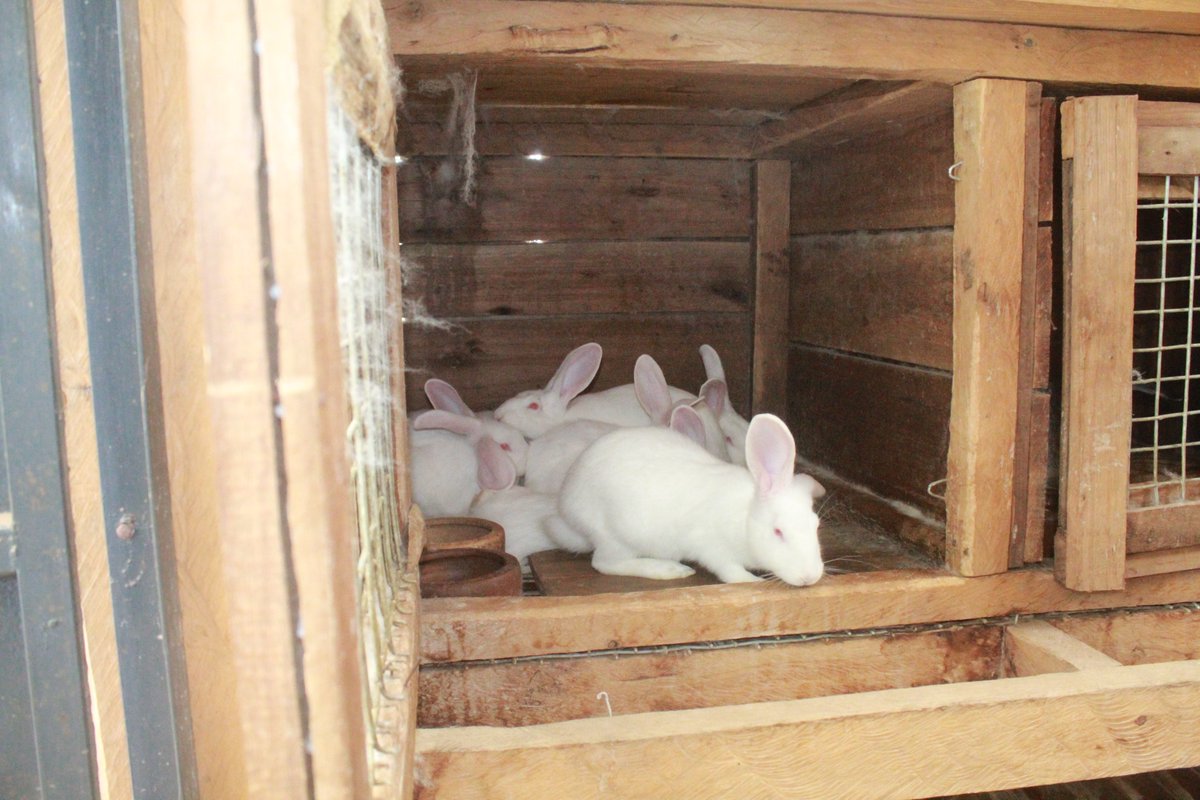 YaltaInitiative's tweet photo. #Robin's inspirational message“When I was figuring out which small-livestock I can keep,I took a particular
interest in rabbit rearing bcz it's
cheap to rear&amp;not demanding&amp;feeds are readily available.Rabbits don't need much space&amp;they take shorttime to mature which is 3-5months” https://t.co/1ZerAiXrAQ