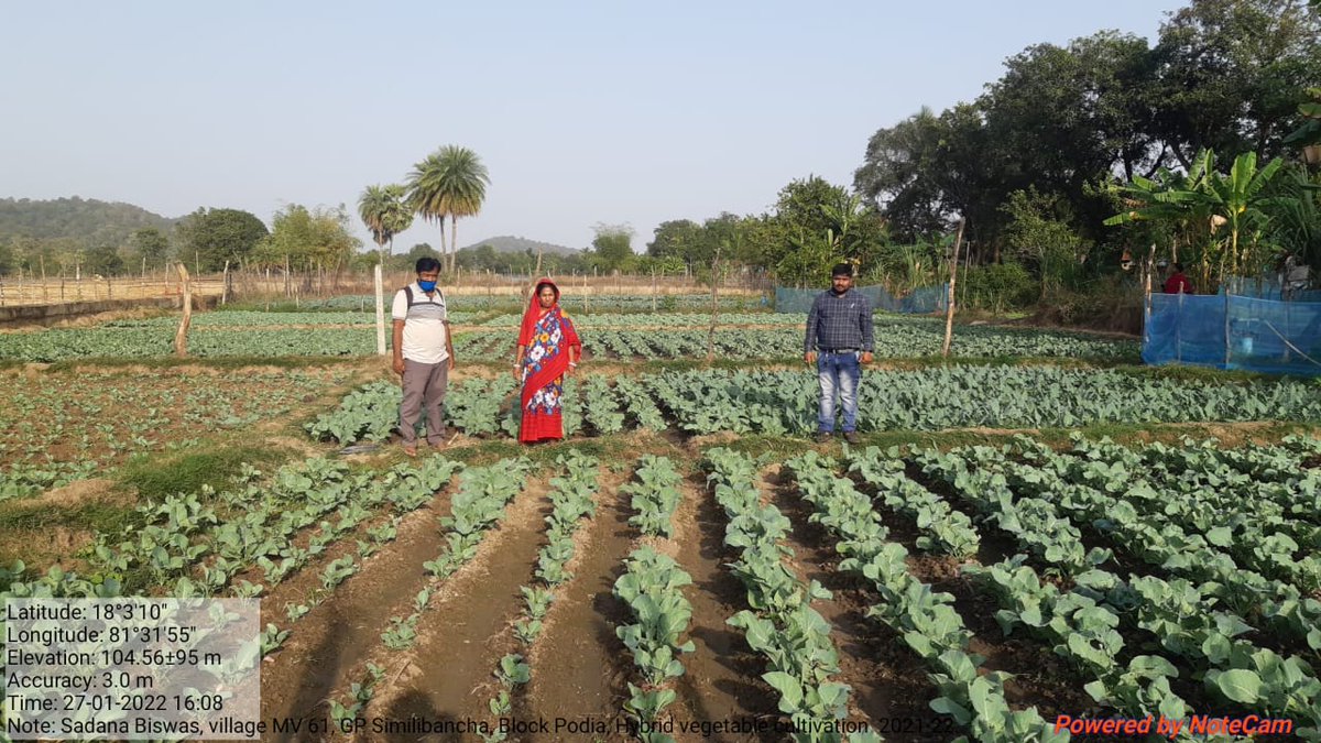 dm_malkangiri's tweet photo. Hybrid vegetable cultivation in convergence with the  Directorate of Horticulture under MIDH at Simlibancha GP,  Podia Block. 20 nos of WSHG member of Similibanchha GP are benefitted. @krushibibhag @OLM_Antyoday @mission_shakti https://t.co/9k4pnyrlfp