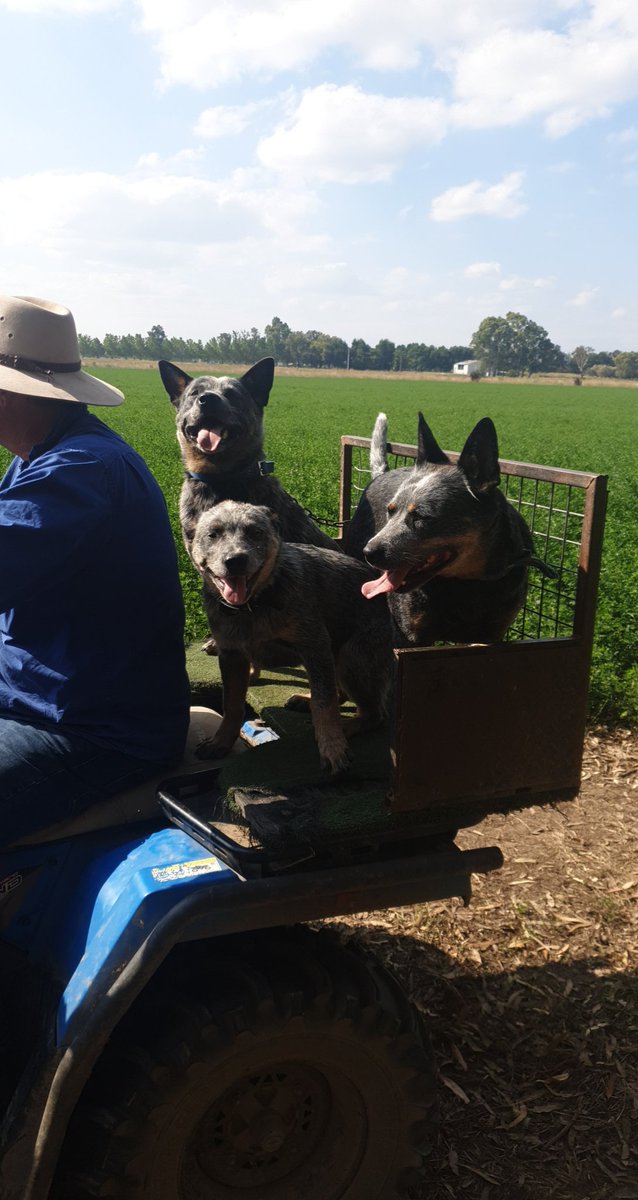 MacAttack2850's tweet photo. Mum and big sis took me for a quad bike ride!!! 

#farm #farmlife #puppy #DogsofTwittter #dogs https://t.co/x8MfCpdHo5