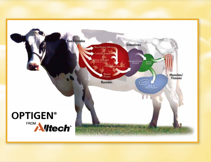 TbagriLtd's tweet photo. Our farmers have been using #Optigen from @Alltech in their animal feeds for some time now and are seeing the benefits! In Dairy diets up to 0.75Kg of Soya could be replaced by 100g of Optigen. Read more here https://t.co/42q45Vdeqh https://t.co/1rb3ECErCa