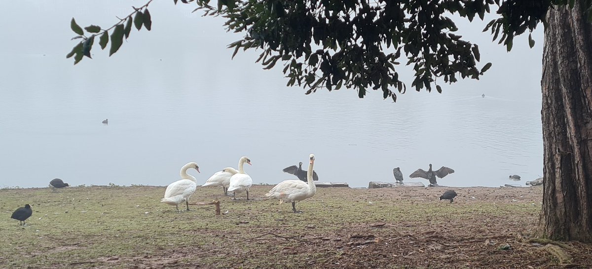 chrissoalarch8's tweet image. Bit dreary on my early morning walk before WFH @info_specific today. Sharp contrast to last Friday's early morning #SolarSnaps